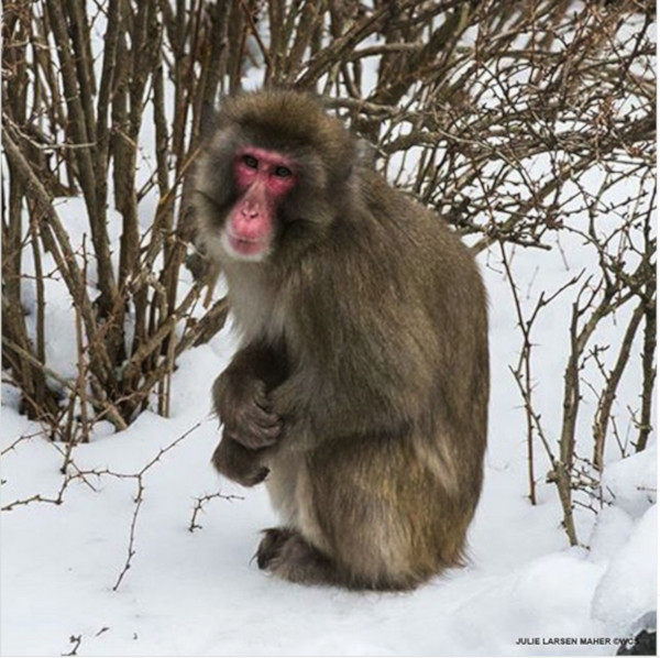 central-park-zoo-600