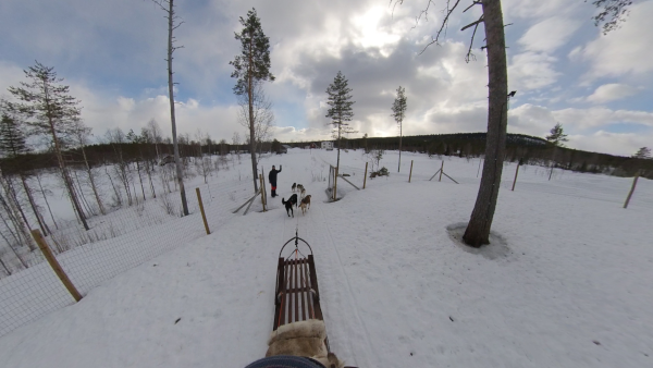Yellow-Snow-Husky-Tours