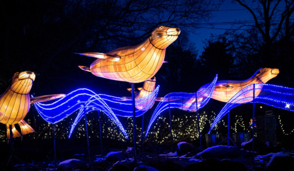 zoo-holiday-lights-600