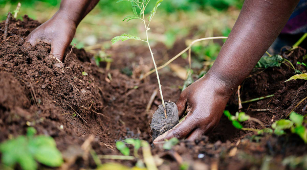 one-tree-planted-600
