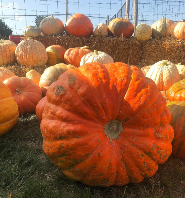 cornwith-pumpkin2-600