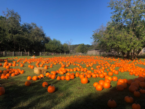 queens-farm-pumpkins-600