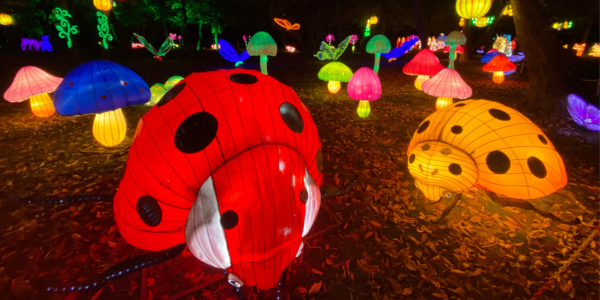 queens-farmimg_Illuminate2021-1500x750-600